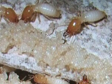 三水白蚁防治公司白蚁的生活习性是什么