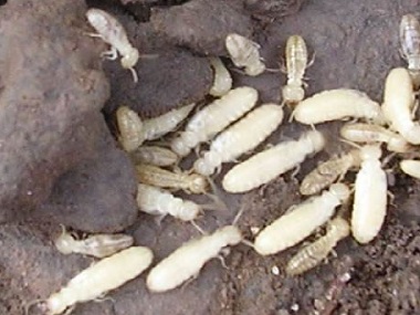三水防治白蚁公司为什么家里每年都有白蚁危害