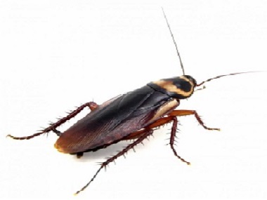 佛山杀虫灭鼠通知你5个办法灭蟑螂，以后再也不怕家里有蟑螂了！