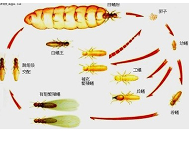 高明白蚁防治公司白蚁危害都分布在哪些地区