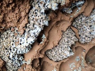 南海预防白蚁公司白蚁它会藏在哪里呢？怎么才能找到蚁巢