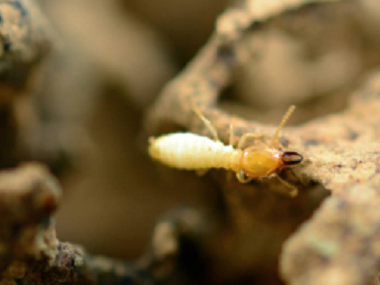禅城白蚁防治站：有什么方法精准灭杀白蚁危害