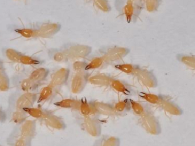 三水白蚁灭治机构日常预防白蚁入侵的方法