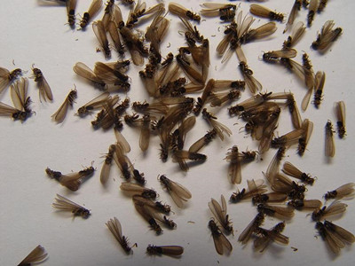 高明验收白蚁中心如何判断室内黑色飞蚂蚁是不是白蚁繁殖蚁