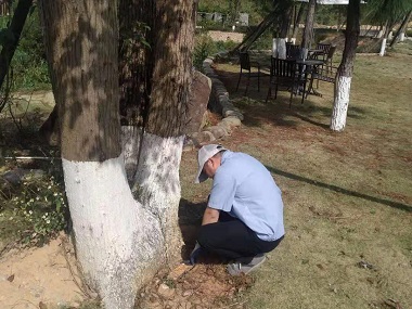 三水白蚁防治所白蚁对香樟的危害及防治