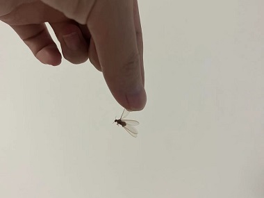 高明专业治白蚁公司教你如何对付家中烦人的“飞蚂蚁”
