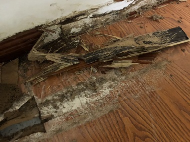 顺德白蚁灭除机构白蚁的繁殖速度有多快